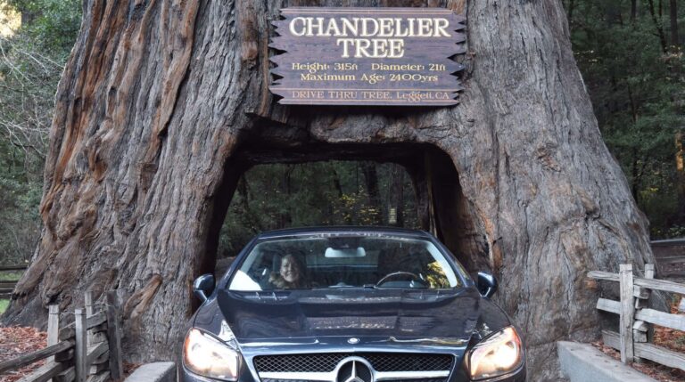 Chandelier Drive-Thru Tree Park