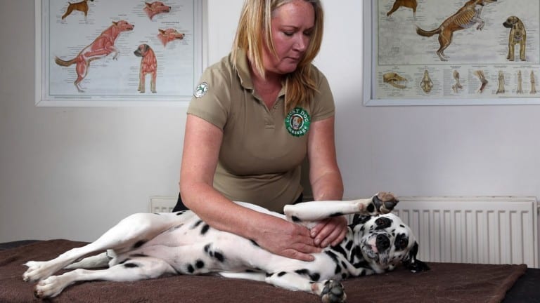 Lucky Dog Canine Wellness