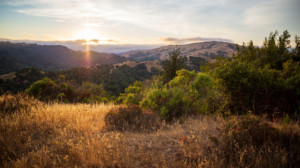 A vibrant dog park bathed in sunlight features abundant greenery with mature trees, offering ample shade for leisurely outdoor activities. In the distance is a well-equipped playground that presents an additional activity area. An inviting picnic table spreads out nearby, ideal for enjoying meals al fresco or taking relaxing breaks from play. A neatly-placed trash bin aids in maintaining the park's cleanliness for everyone's enjoyment. Dominating the scene is a generously wide dirt path gracefully curving through the expanse of grass, promising exploratory walks and lively fetch games.