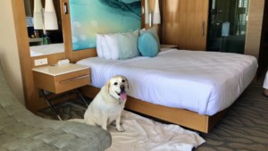 A vibrant dog park bathed in sunlight features abundant greenery with mature trees, offering ample shade for leisurely outdoor activities. In the distance is a well-equipped playground that presents an additional activity area. An inviting picnic table spreads out nearby, ideal for enjoying meals al fresco or taking relaxing breaks from play. A neatly-placed trash bin aids in maintaining the park's cleanliness for everyone's enjoyment. Dominating the scene is a generously wide dirt path gracefully curving through the expanse of grass, promising exploratory walks and lively fetch games.