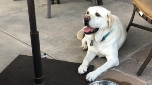 A vibrant dog park bathed in sunlight features abundant greenery with mature trees, offering ample shade for leisurely outdoor activities. In the distance is a well-equipped playground that presents an additional activity area. An inviting picnic table spreads out nearby, ideal for enjoying meals al fresco or taking relaxing breaks from play. A neatly-placed trash bin aids in maintaining the park's cleanliness for everyone's enjoyment. Dominating the scene is a generously wide dirt path gracefully curving through the expanse of grass, promising exploratory walks and lively fetch games.