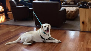 A vibrant dog park bathed in sunlight features abundant greenery with mature trees, offering ample shade for leisurely outdoor activities. In the distance is a well-equipped playground that presents an additional activity area. An inviting picnic table spreads out nearby, ideal for enjoying meals al fresco or taking relaxing breaks from play. A neatly-placed trash bin aids in maintaining the park's cleanliness for everyone's enjoyment. Dominating the scene is a generously wide dirt path gracefully curving through the expanse of grass, promising exploratory walks and lively fetch games.