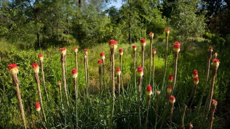 McConnell Arboretum & Botanical Gardens