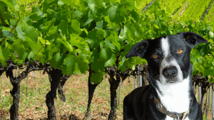 A vibrant dog park bathed in sunlight features abundant greenery with mature trees, offering ample shade for leisurely outdoor activities. In the distance is a well-equipped playground that presents an additional activity area. An inviting picnic table spreads out nearby, ideal for enjoying meals al fresco or taking relaxing breaks from play. A neatly-placed trash bin aids in maintaining the park's cleanliness for everyone's enjoyment. Dominating the scene is a generously wide dirt path gracefully curving through the expanse of grass, promising exploratory walks and lively fetch games.