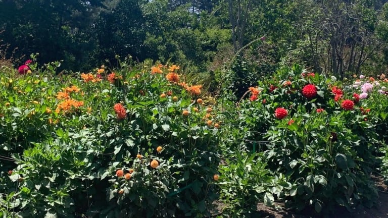 Mendocino Coast Botanical Gardens