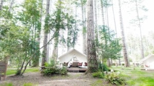 A vibrant dog park bathed in sunlight features abundant greenery with mature trees, offering ample shade for leisurely outdoor activities. In the distance is a well-equipped playground that presents an additional activity area. An inviting picnic table spreads out nearby, ideal for enjoying meals al fresco or taking relaxing breaks from play. A neatly-placed trash bin aids in maintaining the park's cleanliness for everyone's enjoyment. Dominating the scene is a generously wide dirt path gracefully curving through the expanse of grass, promising exploratory walks and lively fetch games.
