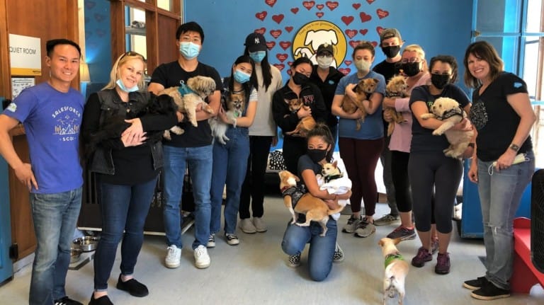 Muttville Senior Dog Rescue