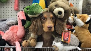 A vibrant dog park bathed in sunlight features abundant greenery with mature trees, offering ample shade for leisurely outdoor activities. In the distance is a well-equipped playground that presents an additional activity area. An inviting picnic table spreads out nearby, ideal for enjoying meals al fresco or taking relaxing breaks from play. A neatly-placed trash bin aids in maintaining the park's cleanliness for everyone's enjoyment. Dominating the scene is a generously wide dirt path gracefully curving through the expanse of grass, promising exploratory walks and lively fetch games.