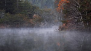 A vibrant dog park bathed in sunlight features abundant greenery with mature trees, offering ample shade for leisurely outdoor activities. In the distance is a well-equipped playground that presents an additional activity area. An inviting picnic table spreads out nearby, ideal for enjoying meals al fresco or taking relaxing breaks from play. A neatly-placed trash bin aids in maintaining the park's cleanliness for everyone's enjoyment. Dominating the scene is a generously wide dirt path gracefully curving through the expanse of grass, promising exploratory walks and lively fetch games.