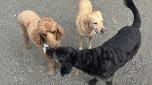 Photo by Klaws, Paws and Hooves.