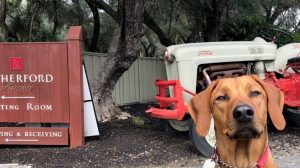 A vibrant dog park bathed in sunlight features abundant greenery with mature trees, offering ample shade for leisurely outdoor activities. In the distance is a well-equipped playground that presents an additional activity area. An inviting picnic table spreads out nearby, ideal for enjoying meals al fresco or taking relaxing breaks from play. A neatly-placed trash bin aids in maintaining the park's cleanliness for everyone's enjoyment. Dominating the scene is a generously wide dirt path gracefully curving through the expanse of grass, promising exploratory walks and lively fetch games.