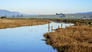A vibrant dog park bathed in sunlight features abundant greenery with mature trees, offering ample shade for leisurely outdoor activities. In the distance is a well-equipped playground that presents an additional activity area. An inviting picnic table spreads out nearby, ideal for enjoying meals al fresco or taking relaxing breaks from play. A neatly-placed trash bin aids in maintaining the park's cleanliness for everyone's enjoyment. Dominating the scene is a generously wide dirt path gracefully curving through the expanse of grass, promising exploratory walks and lively fetch games.