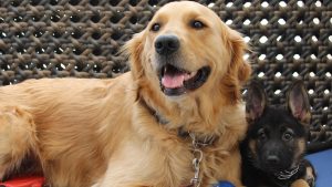 A vibrant dog park bathed in sunlight features abundant greenery with mature trees, offering ample shade for leisurely outdoor activities. In the distance is a well-equipped playground that presents an additional activity area. An inviting picnic table spreads out nearby, ideal for enjoying meals al fresco or taking relaxing breaks from play. A neatly-placed trash bin aids in maintaining the park's cleanliness for everyone's enjoyment. Dominating the scene is a generously wide dirt path gracefully curving through the expanse of grass, promising exploratory walks and lively fetch games.