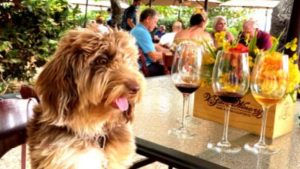 A vibrant dog park bathed in sunlight features abundant greenery with mature trees, offering ample shade for leisurely outdoor activities. In the distance is a well-equipped playground that presents an additional activity area. An inviting picnic table spreads out nearby, ideal for enjoying meals al fresco or taking relaxing breaks from play. A neatly-placed trash bin aids in maintaining the park's cleanliness for everyone's enjoyment. Dominating the scene is a generously wide dirt path gracefully curving through the expanse of grass, promising exploratory walks and lively fetch games.