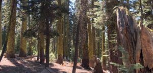 A vibrant dog park bathed in sunlight features abundant greenery with mature trees, offering ample shade for leisurely outdoor activities. In the distance is a well-equipped playground that presents an additional activity area. An inviting picnic table spreads out nearby, ideal for enjoying meals al fresco or taking relaxing breaks from play. A neatly-placed trash bin aids in maintaining the park's cleanliness for everyone's enjoyment. Dominating the scene is a generously wide dirt path gracefully curving through the expanse of grass, promising exploratory walks and lively fetch games.
