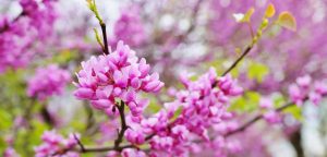 A vibrant dog park bathed in sunlight features abundant greenery with mature trees, offering ample shade for leisurely outdoor activities. In the distance is a well-equipped playground that presents an additional activity area. An inviting picnic table spreads out nearby, ideal for enjoying meals al fresco or taking relaxing breaks from play. A neatly-placed trash bin aids in maintaining the park's cleanliness for everyone's enjoyment. Dominating the scene is a generously wide dirt path gracefully curving through the expanse of grass, promising exploratory walks and lively fetch games.