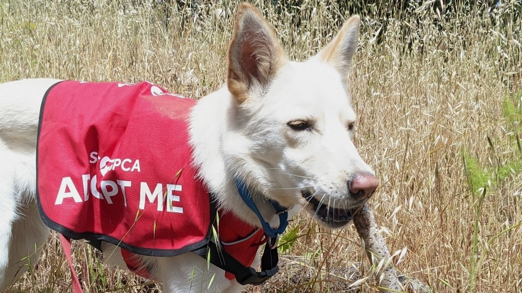 Dog with an SFSPCA Adopt Me harness on