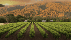 A vibrant dog park bathed in sunlight features abundant greenery with mature trees, offering ample shade for leisurely outdoor activities. In the distance is a well-equipped playground that presents an additional activity area. An inviting picnic table spreads out nearby, ideal for enjoying meals al fresco or taking relaxing breaks from play. A neatly-placed trash bin aids in maintaining the park's cleanliness for everyone's enjoyment. Dominating the scene is a generously wide dirt path gracefully curving through the expanse of grass, promising exploratory walks and lively fetch games.