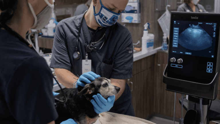 OakVet Animal Specialty Hospital