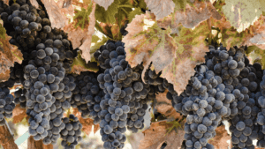 A vibrant dog park bathed in sunlight features abundant greenery with mature trees, offering ample shade for leisurely outdoor activities. In the distance is a well-equipped playground that presents an additional activity area. An inviting picnic table spreads out nearby, ideal for enjoying meals al fresco or taking relaxing breaks from play. A neatly-placed trash bin aids in maintaining the park's cleanliness for everyone's enjoyment. Dominating the scene is a generously wide dirt path gracefully curving through the expanse of grass, promising exploratory walks and lively fetch games.