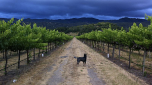 A vibrant dog park bathed in sunlight features abundant greenery with mature trees, offering ample shade for leisurely outdoor activities. In the distance is a well-equipped playground that presents an additional activity area. An inviting picnic table spreads out nearby, ideal for enjoying meals al fresco or taking relaxing breaks from play. A neatly-placed trash bin aids in maintaining the park's cleanliness for everyone's enjoyment. Dominating the scene is a generously wide dirt path gracefully curving through the expanse of grass, promising exploratory walks and lively fetch games.