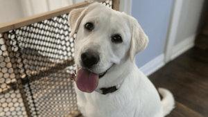 A vibrant dog park bathed in sunlight features abundant greenery with mature trees, offering ample shade for leisurely outdoor activities. In the distance is a well-equipped playground that presents an additional activity area. An inviting picnic table spreads out nearby, ideal for enjoying meals al fresco or taking relaxing breaks from play. A neatly-placed trash bin aids in maintaining the park's cleanliness for everyone's enjoyment. Dominating the scene is a generously wide dirt path gracefully curving through the expanse of grass, promising exploratory walks and lively fetch games.