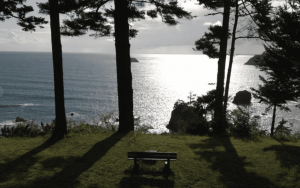 A vibrant dog park bathed in sunlight features abundant greenery with mature trees, offering ample shade for leisurely outdoor activities. In the distance is a well-equipped playground that presents an additional activity area. An inviting picnic table spreads out nearby, ideal for enjoying meals al fresco or taking relaxing breaks from play. A neatly-placed trash bin aids in maintaining the park's cleanliness for everyone's enjoyment. Dominating the scene is a generously wide dirt path gracefully curving through the expanse of grass, promising exploratory walks and lively fetch games.