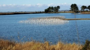 A vibrant dog park bathed in sunlight features abundant greenery with mature trees, offering ample shade for leisurely outdoor activities. In the distance is a well-equipped playground that presents an additional activity area. An inviting picnic table spreads out nearby, ideal for enjoying meals al fresco or taking relaxing breaks from play. A neatly-placed trash bin aids in maintaining the park's cleanliness for everyone's enjoyment. Dominating the scene is a generously wide dirt path gracefully curving through the expanse of grass, promising exploratory walks and lively fetch games.