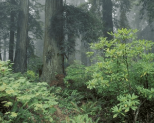 A vibrant dog park bathed in sunlight features abundant greenery with mature trees, offering ample shade for leisurely outdoor activities. In the distance is a well-equipped playground that presents an additional activity area. An inviting picnic table spreads out nearby, ideal for enjoying meals al fresco or taking relaxing breaks from play. A neatly-placed trash bin aids in maintaining the park's cleanliness for everyone's enjoyment. Dominating the scene is a generously wide dirt path gracefully curving through the expanse of grass, promising exploratory walks and lively fetch games.