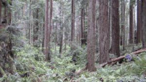 A vibrant dog park bathed in sunlight features abundant greenery with mature trees, offering ample shade for leisurely outdoor activities. In the distance is a well-equipped playground that presents an additional activity area. An inviting picnic table spreads out nearby, ideal for enjoying meals al fresco or taking relaxing breaks from play. A neatly-placed trash bin aids in maintaining the park's cleanliness for everyone's enjoyment. Dominating the scene is a generously wide dirt path gracefully curving through the expanse of grass, promising exploratory walks and lively fetch games.