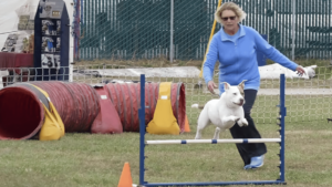 A vibrant dog park bathed in sunlight features abundant greenery with mature trees, offering ample shade for leisurely outdoor activities. In the distance is a well-equipped playground that presents an additional activity area. An inviting picnic table spreads out nearby, ideal for enjoying meals al fresco or taking relaxing breaks from play. A neatly-placed trash bin aids in maintaining the park's cleanliness for everyone's enjoyment. Dominating the scene is a generously wide dirt path gracefully curving through the expanse of grass, promising exploratory walks and lively fetch games.