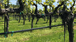 A vibrant dog park bathed in sunlight features abundant greenery with mature trees, offering ample shade for leisurely outdoor activities. In the distance is a well-equipped playground that presents an additional activity area. An inviting picnic table spreads out nearby, ideal for enjoying meals al fresco or taking relaxing breaks from play. A neatly-placed trash bin aids in maintaining the park's cleanliness for everyone's enjoyment. Dominating the scene is a generously wide dirt path gracefully curving through the expanse of grass, promising exploratory walks and lively fetch games.