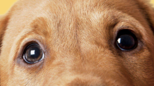 A vibrant dog park bathed in sunlight features abundant greenery with mature trees, offering ample shade for leisurely outdoor activities. In the distance is a well-equipped playground that presents an additional activity area. An inviting picnic table spreads out nearby, ideal for enjoying meals al fresco or taking relaxing breaks from play. A neatly-placed trash bin aids in maintaining the park's cleanliness for everyone's enjoyment. Dominating the scene is a generously wide dirt path gracefully curving through the expanse of grass, promising exploratory walks and lively fetch games.