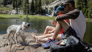 A vibrant dog park bathed in sunlight features abundant greenery with mature trees, offering ample shade for leisurely outdoor activities. In the distance is a well-equipped playground that presents an additional activity area. An inviting picnic table spreads out nearby, ideal for enjoying meals al fresco or taking relaxing breaks from play. A neatly-placed trash bin aids in maintaining the park's cleanliness for everyone's enjoyment. Dominating the scene is a generously wide dirt path gracefully curving through the expanse of grass, promising exploratory walks and lively fetch games.