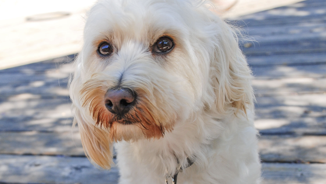 Photo by Companions in Waiting.