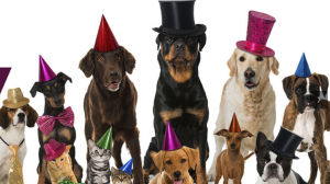 Dogs with party hats. Photo by Peninsula Humane Society SPCA.