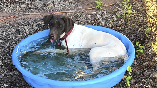 NorCal GSP Rescue
