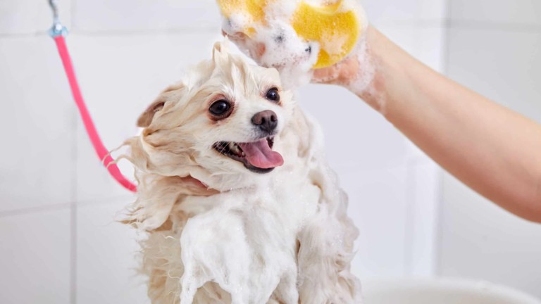 Centinela Feed & Pet Supplies – Lakewood