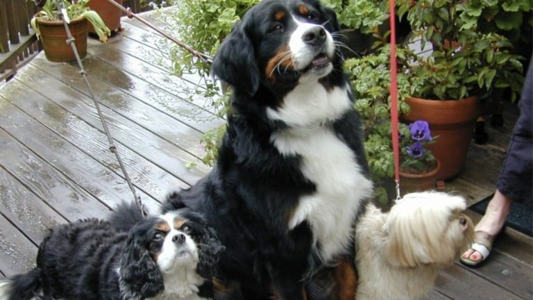 Stanford Inn by the Sea – Historic Farm & Eco Resort