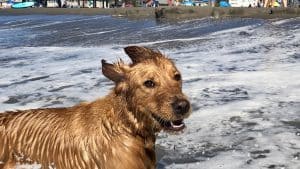 A vibrant dog park bathed in sunlight features abundant greenery with mature trees, offering ample shade for leisurely outdoor activities. In the distance is a well-equipped playground that presents an additional activity area. An inviting picnic table spreads out nearby, ideal for enjoying meals al fresco or taking relaxing breaks from play. A neatly-placed trash bin aids in maintaining the park's cleanliness for everyone's enjoyment. Dominating the scene is a generously wide dirt path gracefully curving through the expanse of grass, promising exploratory walks and lively fetch games.