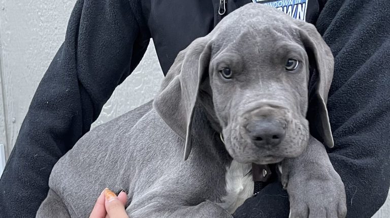 SPCA of Solano County