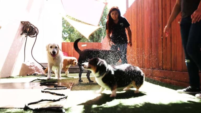 Wag Hotels – Oakland