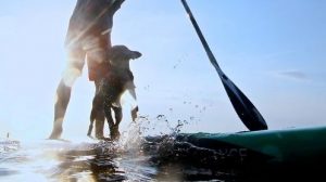 A vibrant dog park bathed in sunlight features abundant greenery with mature trees, offering ample shade for leisurely outdoor activities. In the distance is a well-equipped playground that presents an additional activity area. An inviting picnic table spreads out nearby, ideal for enjoying meals al fresco or taking relaxing breaks from play. A neatly-placed trash bin aids in maintaining the park's cleanliness for everyone's enjoyment. Dominating the scene is a generously wide dirt path gracefully curving through the expanse of grass, promising exploratory walks and lively fetch games.