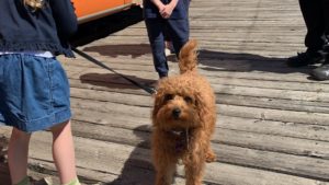 A vibrant dog park bathed in sunlight features abundant greenery with mature trees, offering ample shade for leisurely outdoor activities. In the distance is a well-equipped playground that presents an additional activity area. An inviting picnic table spreads out nearby, ideal for enjoying meals al fresco or taking relaxing breaks from play. A neatly-placed trash bin aids in maintaining the park's cleanliness for everyone's enjoyment. Dominating the scene is a generously wide dirt path gracefully curving through the expanse of grass, promising exploratory walks and lively fetch games.