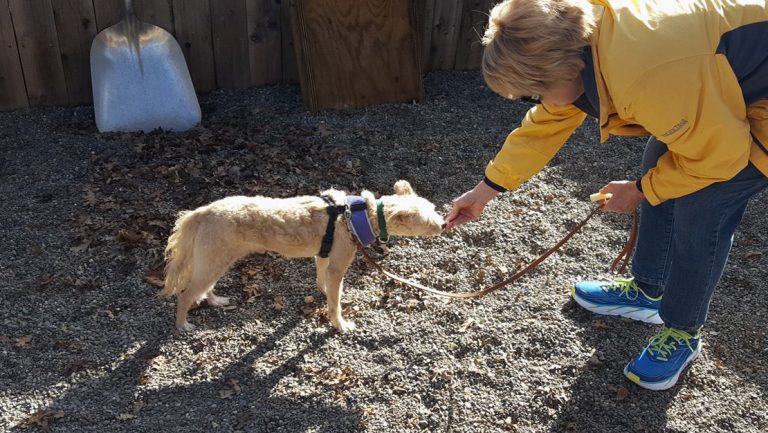 Wine Country Animal Lovers