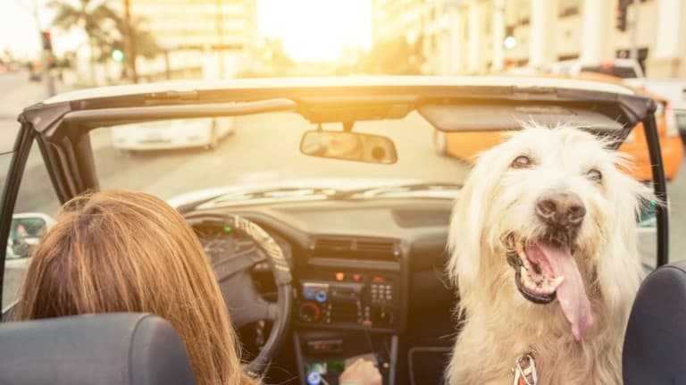 Woman and her dog driving in Los angeles