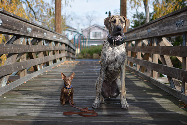 Dogs in Alameda