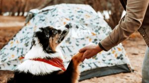 A vibrant dog park bathed in sunlight features abundant greenery with mature trees, offering ample shade for leisurely outdoor activities. In the distance is a well-equipped playground that presents an additional activity area. An inviting picnic table spreads out nearby, ideal for enjoying meals al fresco or taking relaxing breaks from play. A neatly-placed trash bin aids in maintaining the park's cleanliness for everyone's enjoyment. Dominating the scene is a generously wide dirt path gracefully curving through the expanse of grass, promising exploratory walks and lively fetch games.