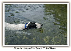 Bonnie Swimming