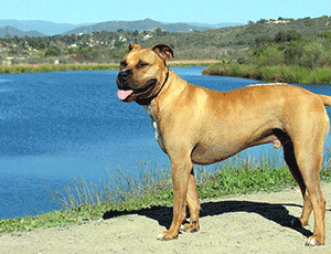 Lou the dog by lake in calaveras county